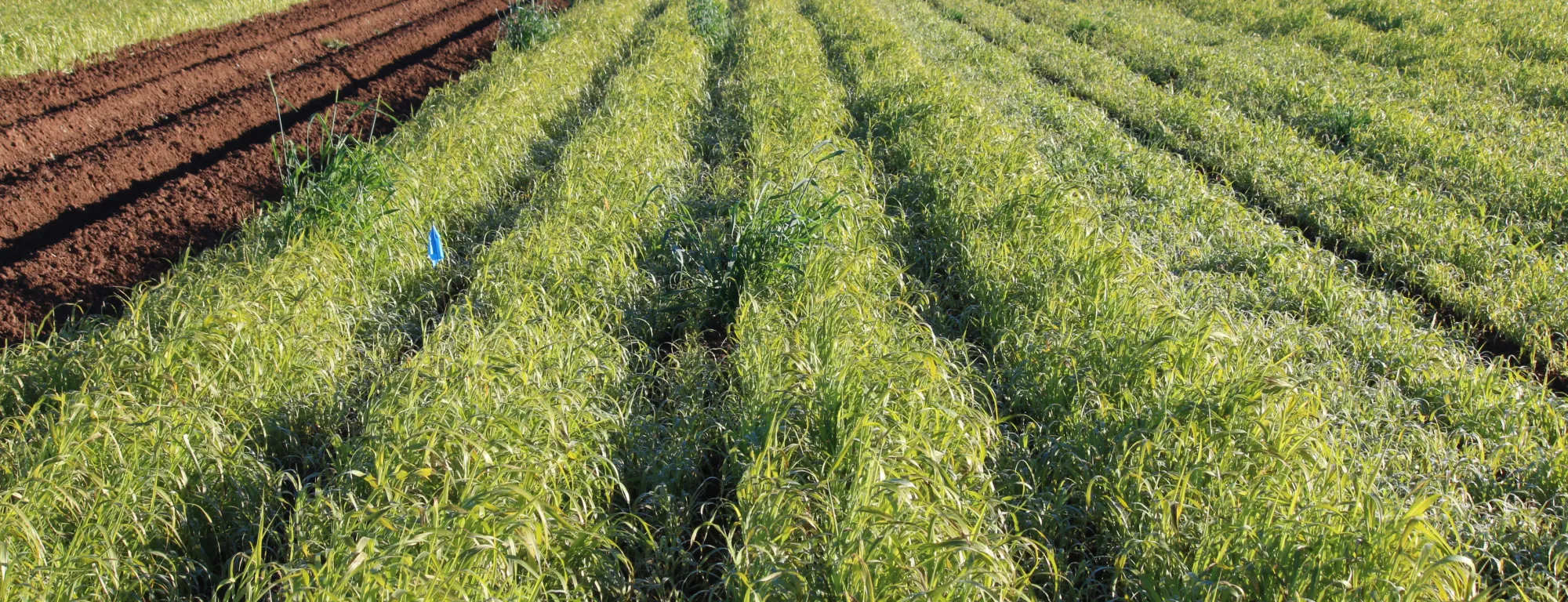 Sudangrass