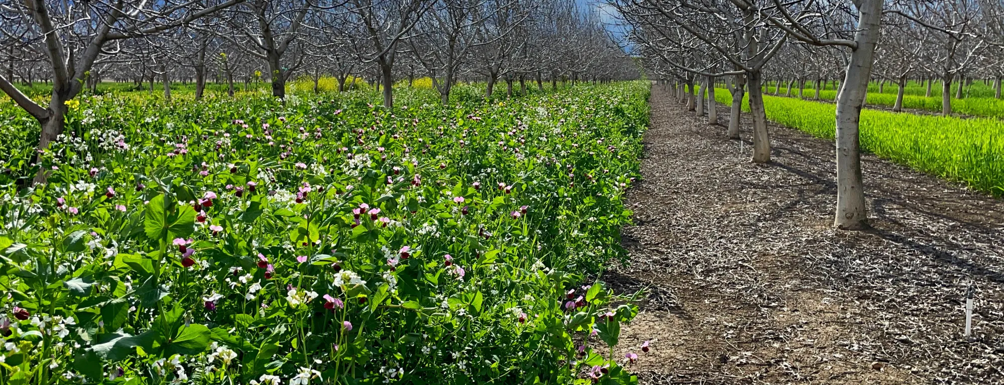 cover crop mix 2023