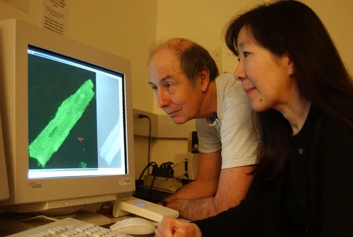 Bruce Hammock and Nipavan Chiamvimonvat look at enzyme distribution in a heart muscle cell. (Photo by Kathy Keatley Garvey)