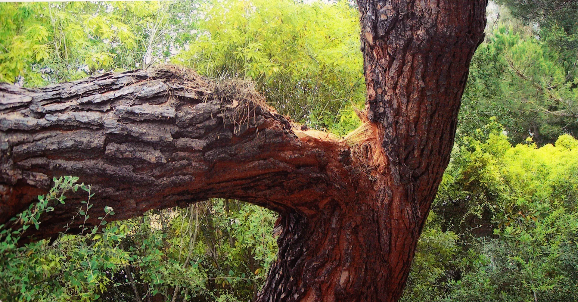 Italian stone pine high codominant failure
