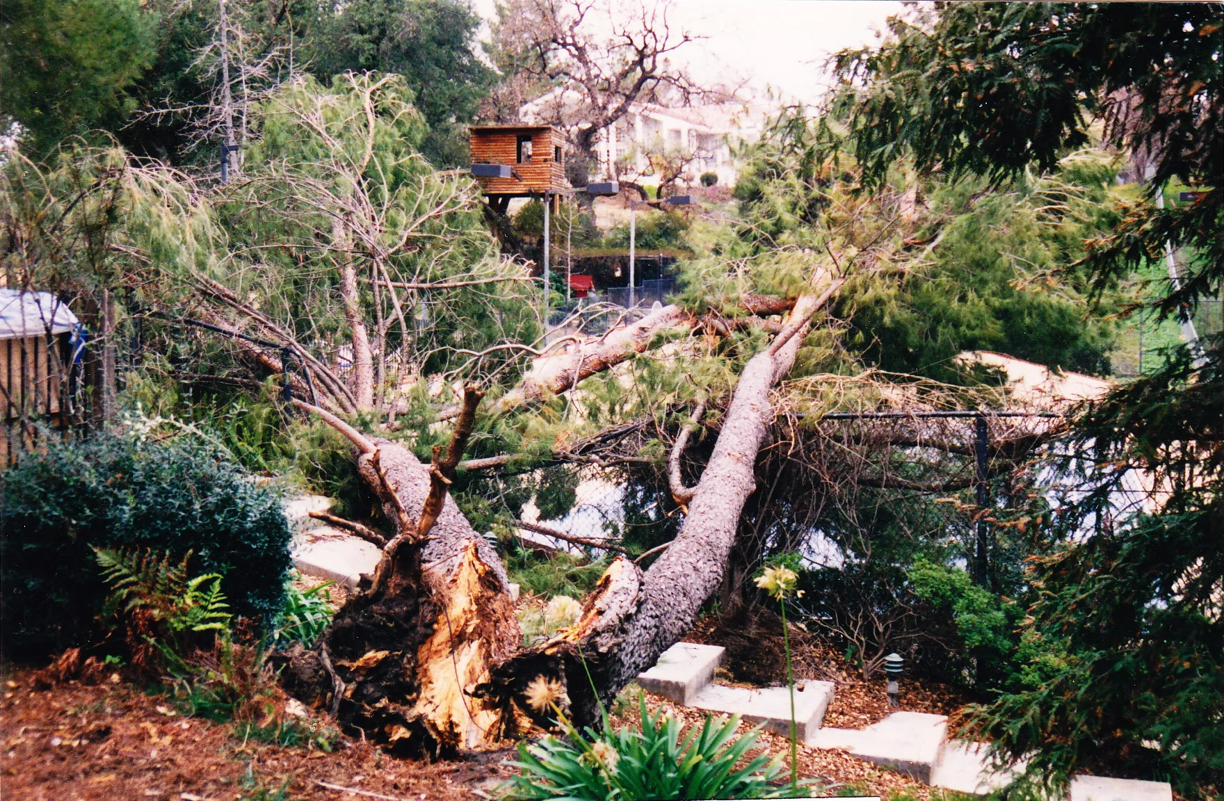 Italian stone pine low codominant failure