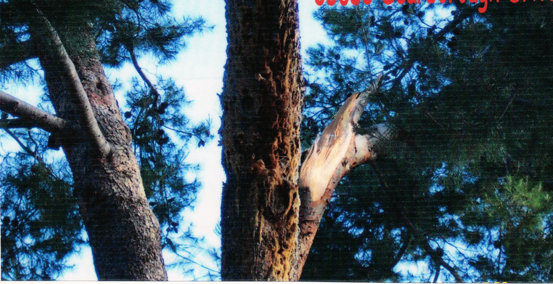 Aleppo pine branch failure