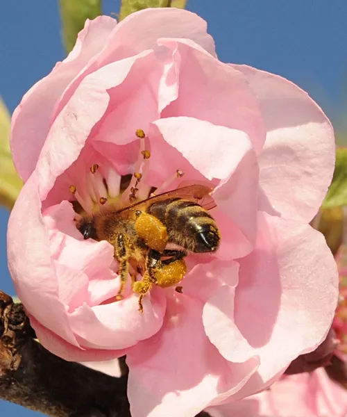 POLLEN-PACKIN' honey bee is headfirst inside a nectarine blossom. (Photo by Kathy Keatley Garvey)