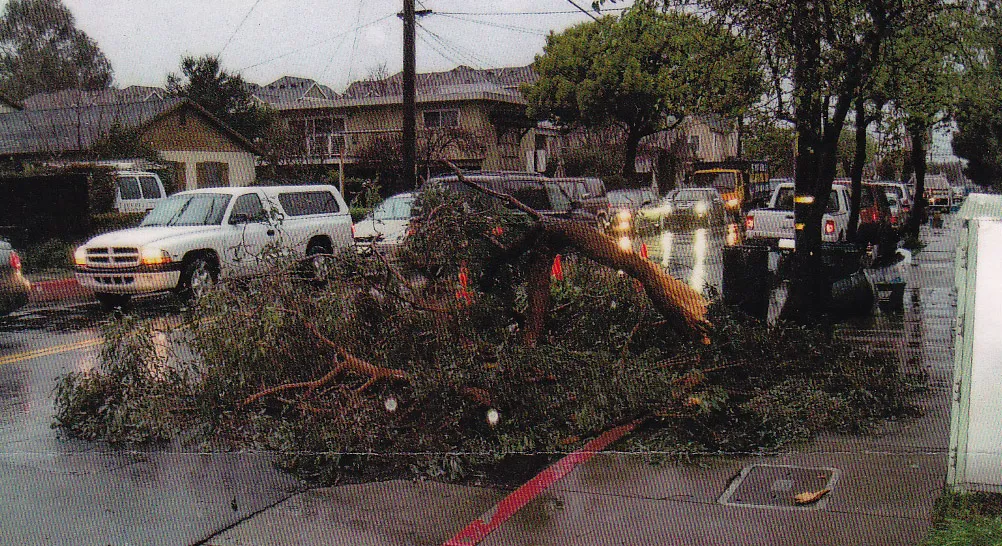 red iron bark branch failure