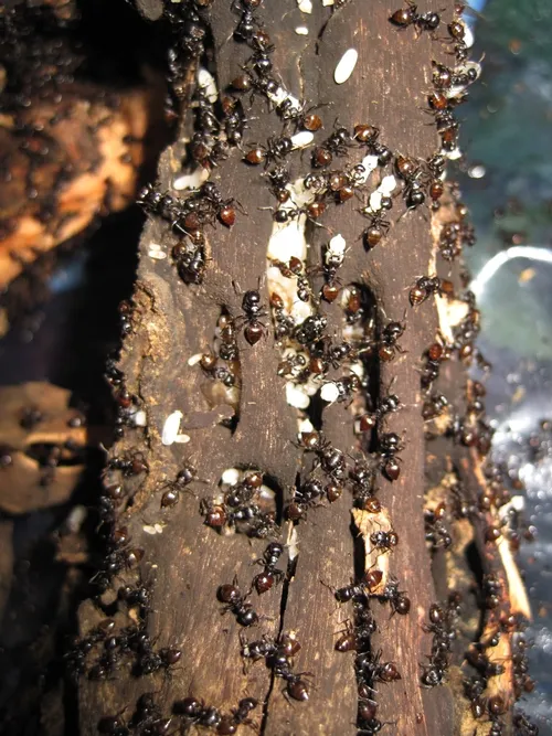 CREMATOGASTER ANTS--Myrmecologist or ant specialist Bonnie Blaimer studies theses ants in Madagascar. “This genus fascinates me particularly because of its species diversity and dominance in tropical forests, and its intriguing natural history,” she says. “Most species are canopy-nesting in dead twigs and branches or under bark, or they make elaborate independent carton-nest from wood fibers. Some species are suspected to be temporary social parasites, and many tend scale insects or mealybugs." (Photo by B