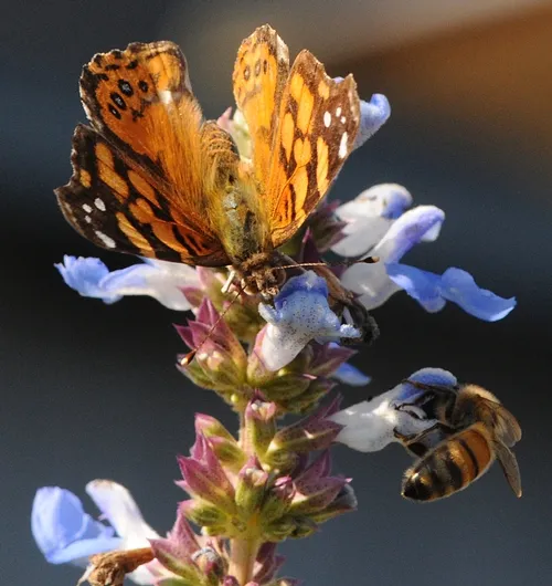 WEST COAST LADY (Vanessa annabella) and a honey bee (Apis mellifera) share a salvia. (Photo by Kathy Keatley Garvey)