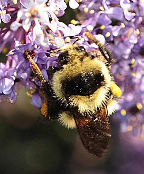 FROM THE TOP--Black-tail bumble bee (Bombus melanopygus) sipping nectar from ceanothus. (Photo by Kathy Keatley Garvey)