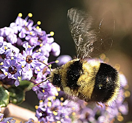 BUZZING WINGS--Wings of black-tail bumble bee (Bombus melanopygus) beating rapidly. The Haagen-Dazs Honey Bee Haven, a half-acre bee friendly garden at the Harry H. Laidlaw Jr. Honey Bee Research Facility, Bee Biology Road, UC Davis, is open dawn to dusk. No admission is charged. (Photo by Kathy Keatley Garvey)