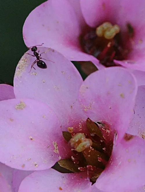 MARCHING ON--Argentine ant (Linepithema humile) searching for food. (Photo by Kathy Keatley Garvey)