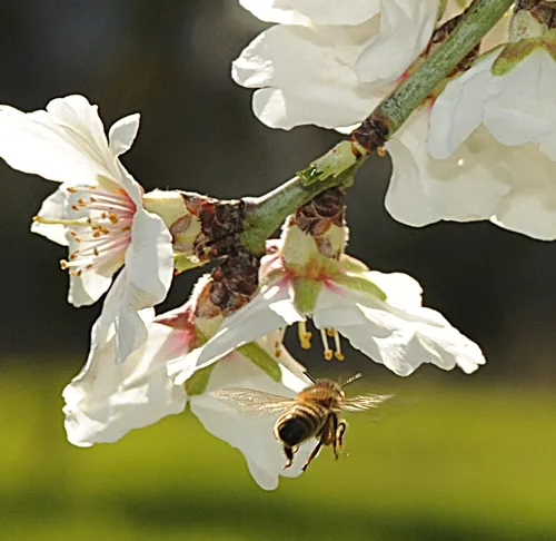 HONEY BEE heads for the next almond blossom on Bee Biology Road, UC Davis. (Photo by Kathy Keatley Garvey)