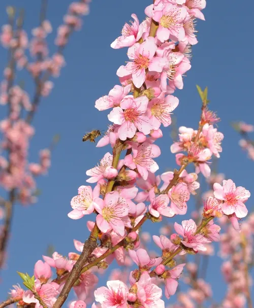 HONEY BEE heads for the highest blossoms in a UC Davis peach orchard. (Photo by Kathy Keatley Garvey)