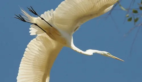 YOUTHS participating in Bio Boot Camp may see a variety of birds, including a great egret. (Photo by Kathy Keatley Garvey)