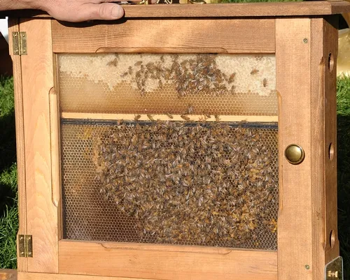 WHAT'S all the buzz about? The bee observation hive. Just as in past years, the California State Beekeepers' Association will display a bee observation hive on California Ag Day on March 23 on the state capitol grounds. (Photo by Kathy Keatley Garvey)
