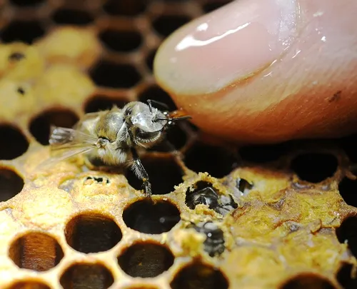 HUNGRY BEE sips honey from the finger of bee breeder-geneticist Susan Cobey at the Harry H. Laidlaw Jr. Honey Bee Research Facility, UC Davis. (Photo by Kathy Keatley Garvey)