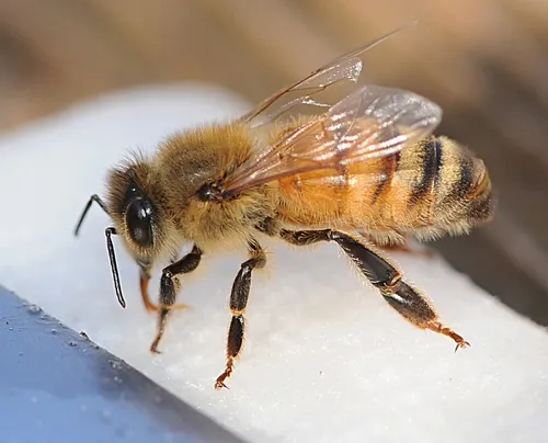 HONEY BEE sips water from a rain-soaked napkin. (Photo by Kathy Keatley Garvey)