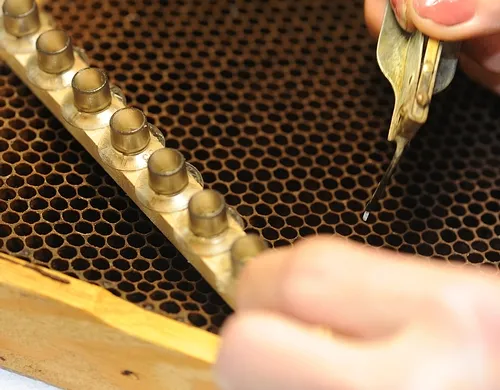 GRAFTING--The grafting procedure begins with a tiny egg. (Photo by Kathy Keatley Garvey)