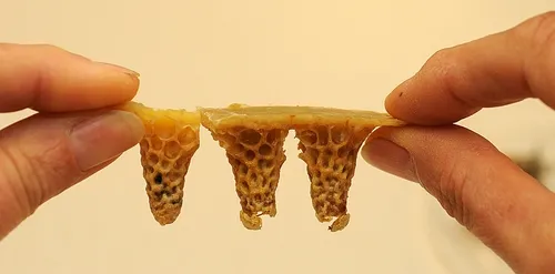 CLOSE-UP PHOTO shows queen cells. They're being held here by Susan Cobey, bee breeder-geneticist at the Harry H. Laidlaw Jr. Honey Bee Research Facility at UC Davis. She teaches a popular class, "The Art of Queen Bee Rearing" and also an advanced instrumental insemination class. (Photo by Kathy Keatley Garvey)