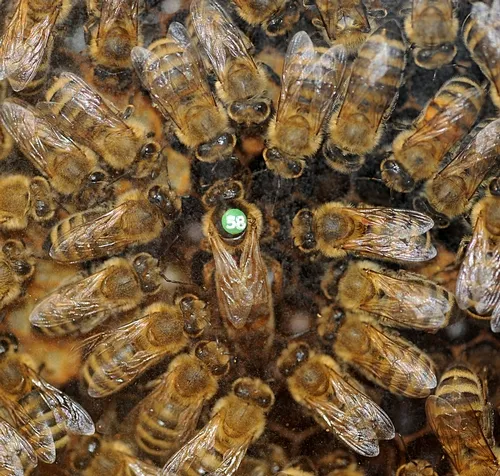 QUEEN BEE and her retinue at the Harry H. Laidlaw Jr. Honey Bee Research Facility, UC Davis. (Photo by Kathy Keatley Garvey)