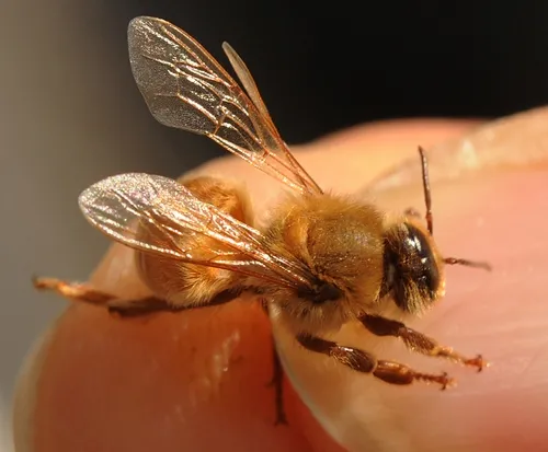 THIS MUTANT BEE, rarely found in the beekeeping world, is often called a "cyclops" bee. It has the head of a drone (note the wrap-around eyes or eyes that meet at the top of the head) and the body of a worker, complete with pollen baskets and a stinger. This one, about to take flight, is on the hand of bee breeder-geneticist Susan Cobey, who spotted it in a Glenn County queen-production business. (Photo by Kathy Keatley Garvey)