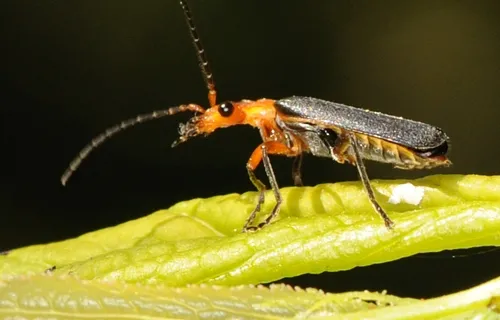 SOLDIER BEETLE, perched on a plum tree leaf, checks it surroundings. It's an avid aphid-eater. (Photo by Kathy Keatley Garvey)