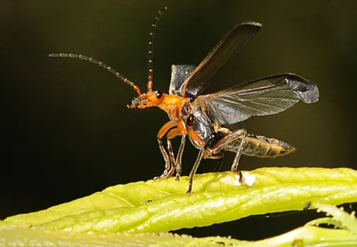 SOLDIER BEETLE opens its wings, ready to take flight. This insect is also called a "leather-winged beetle" or a Cantharid (from family Cantharidae).(Photo by Kathy Keatley Garvey)