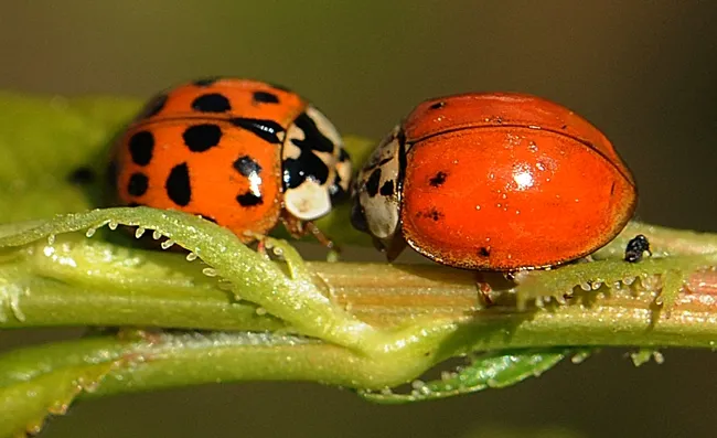 LADYBUGS converging on a plum tree leaf. (Photo by Kathy Keatley Garvey)