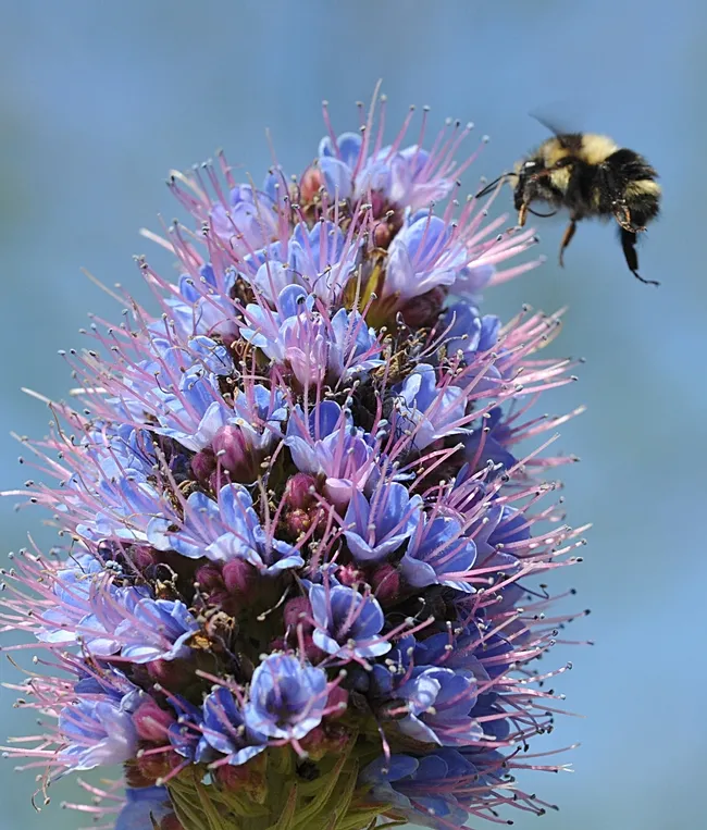 Bombus melanopygus heading toward the Pride of Madeira, Echium candicans. (Photo by Kathy Keatley Garvey)