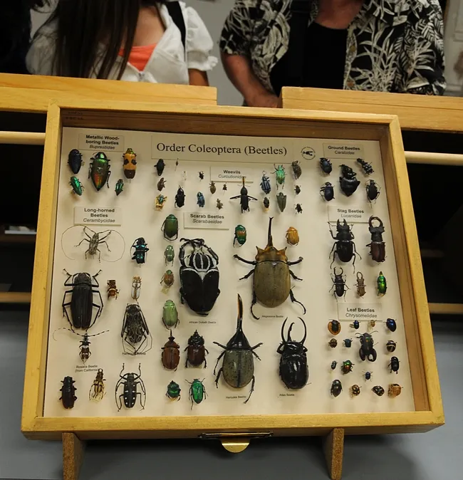 Beetle display at the Bohart Museum of Entomology. (Photo by Kathy Keatley Garvey)