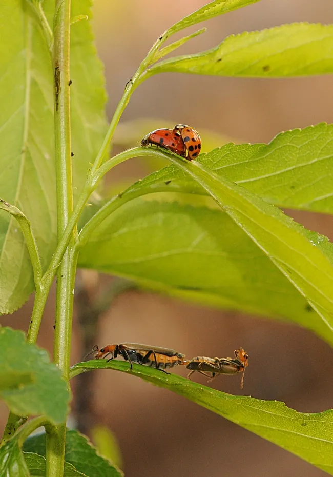 Ladybugs and soldier beetles--along with their prey, aphids--on a plum tree. (Photo by Kathy Keatley Garvey)