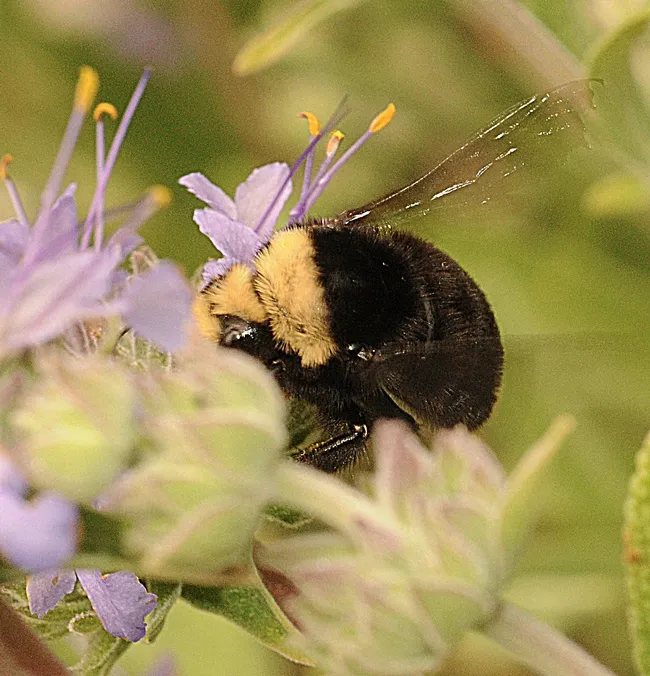 Yellow-faced bumble bee (Bombus vosnesenskii) peers at a visitor in the Haagen-Dazs Honey Bee Haven at UC Davis. (Photo by Kathy Keatley Garvey)