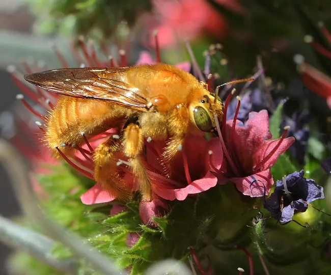 Close-up of the male Valley carpenter bee (Xylocopa varipuncta) on tower of jewels, (Echium wildpretii). (Photo by Kathy Keatley Garvey)