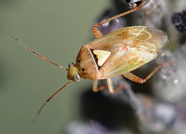 Lygus bug (Lygus herperus) could be one of the insects studied in the honors program. (Photo by Kathy Keatley Garvey)