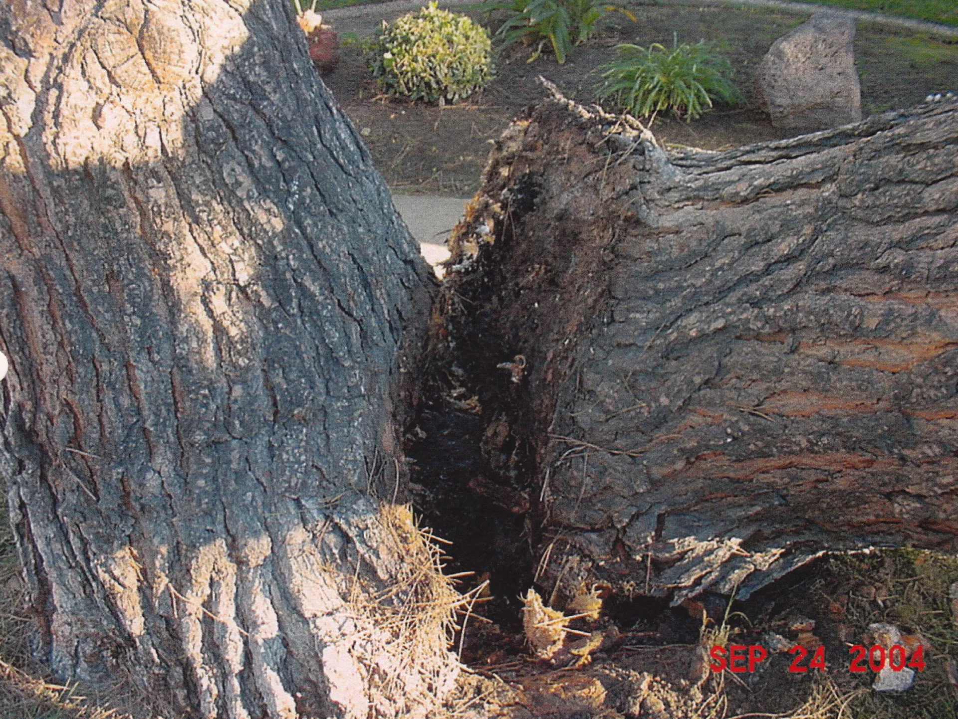 Italian stone pine trunk failure