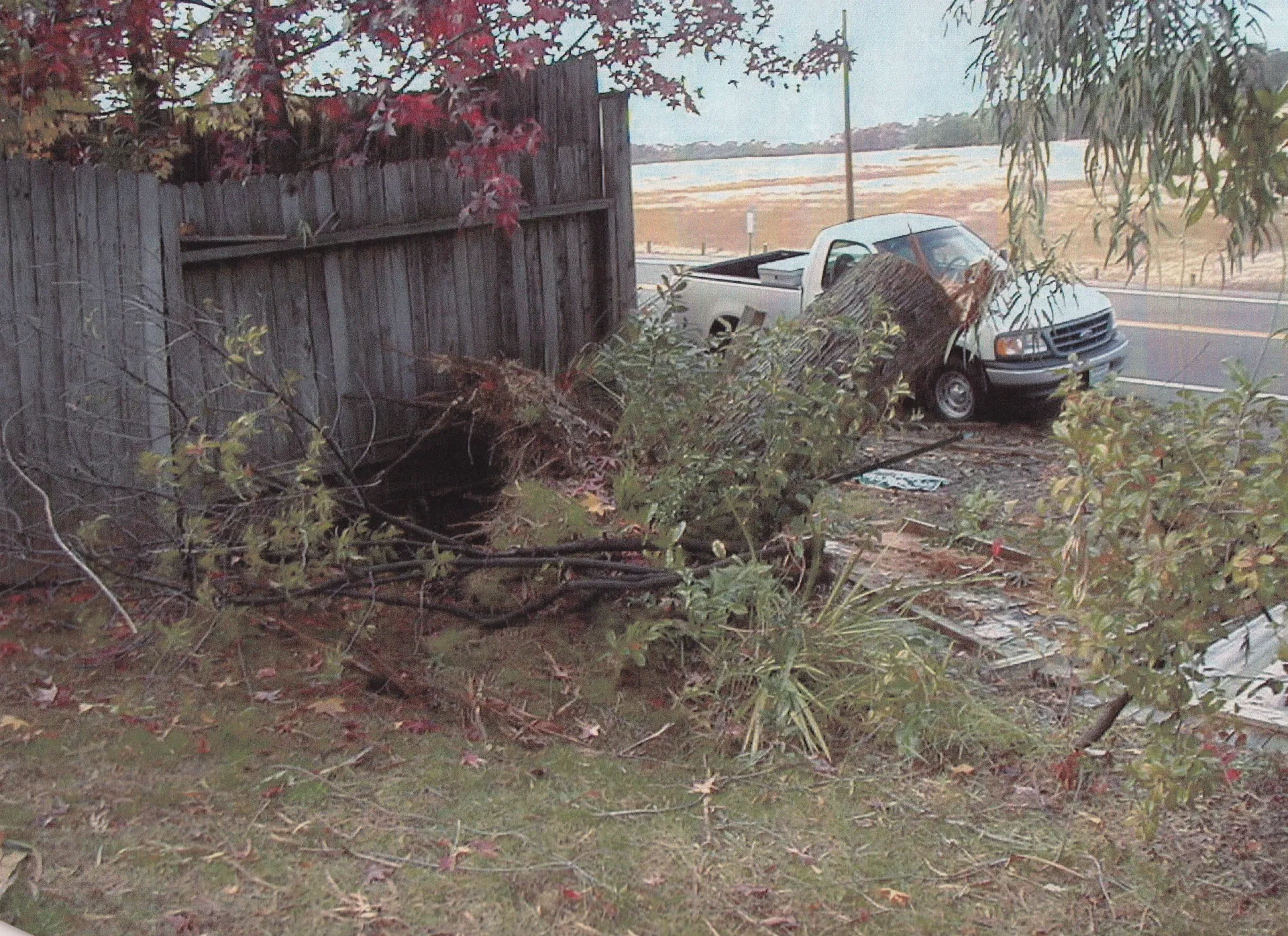 red iron bark root failure