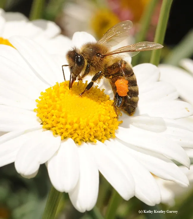 Honey bee foraging on a daisy. (Photo by Kathy Keatley Garvey)