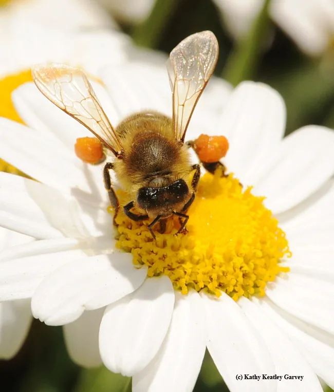 Orange pollen load, the color of autumn pumpkins. (Photo by Kathy Keatley Garvey)