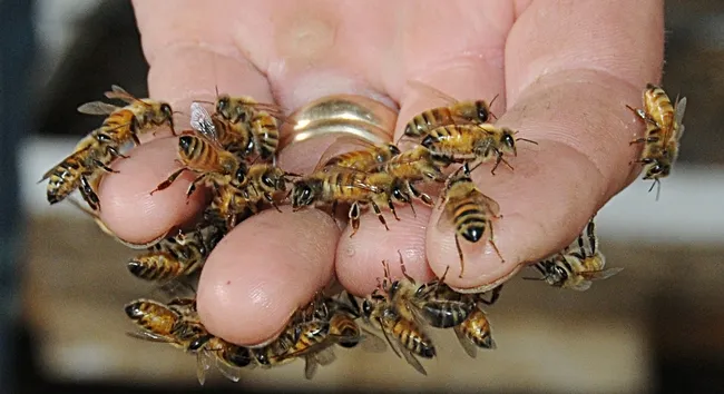 "In my hand, I held the essence of core family values," Brian Fishback said. (Photo by Kathy Keatley Garvey)