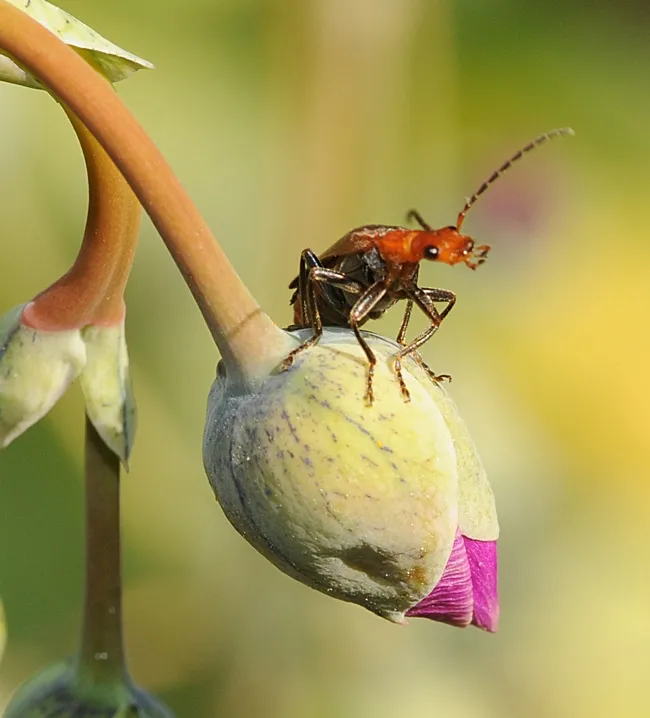 Hi, there! Soldier beetle looks around. (Photo by Kathy Keatley Garvey)