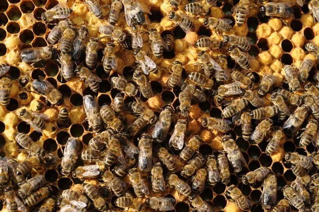 Honey bees working a hive at the University of California, Davis. (Photo by Kathy Keatley Garvey)