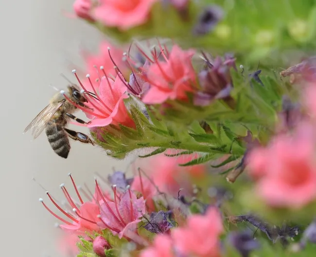 Honey bee near the Harry H. Laidlaw Jr. Honey Bee Research Facility, UC Davis. (Photo by Kathy Keatley Garvey)