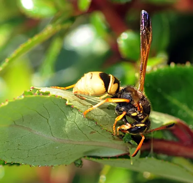 Solitary vespid foraging ndian hawthorn at the Benicia marina. (Photo by Kathy Keatley Garvey)