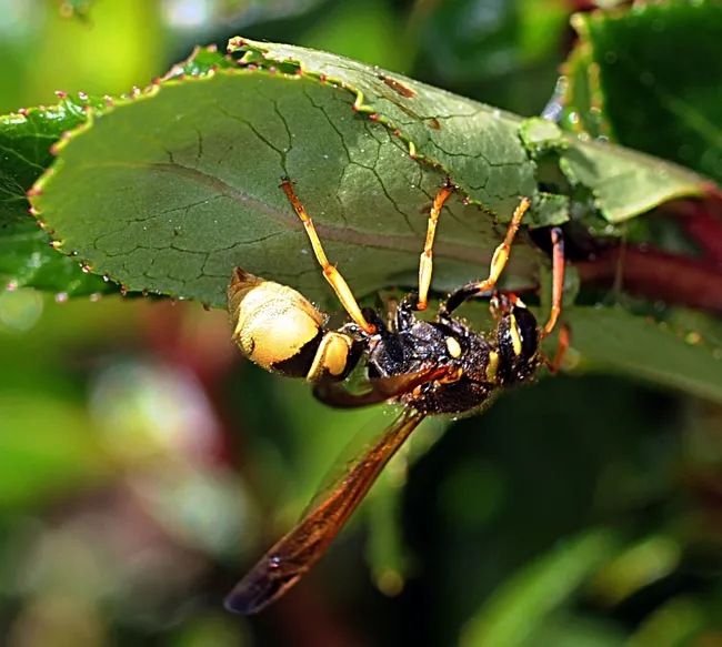 Upside down, a solitary vespid checks out its surroundings. (Photo by Kathy Keatley Garvey)
