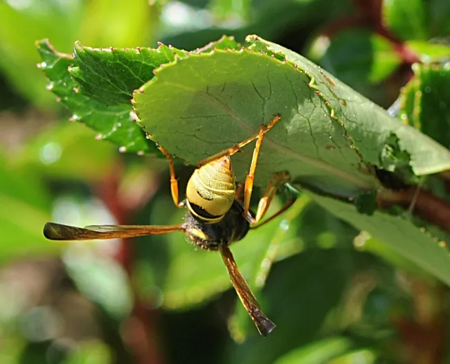 And away it goes. (Photo by Kathy Keatley Garvey)