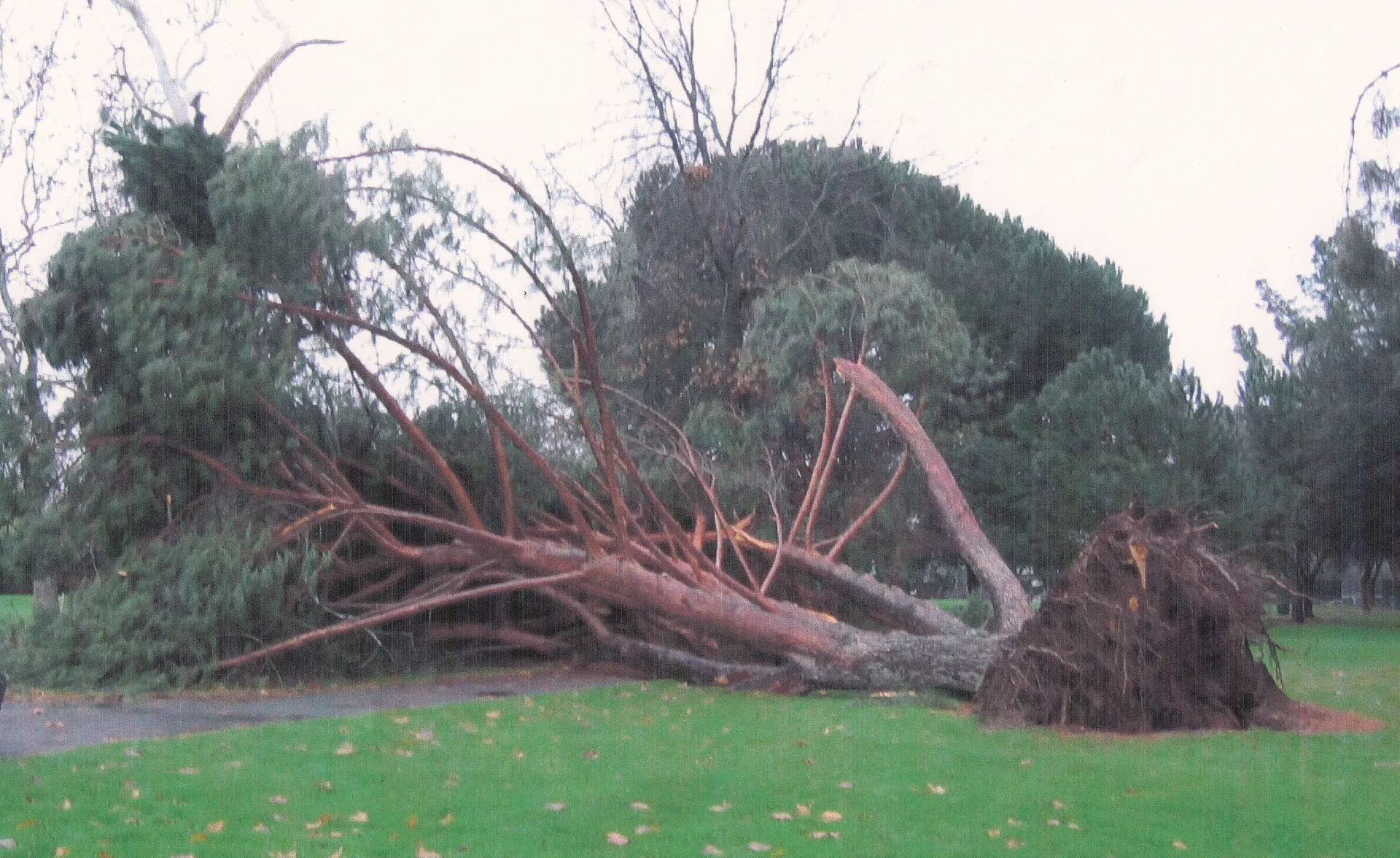 Italian stone pine root failure