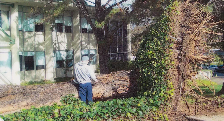 Italian stone pine root failure