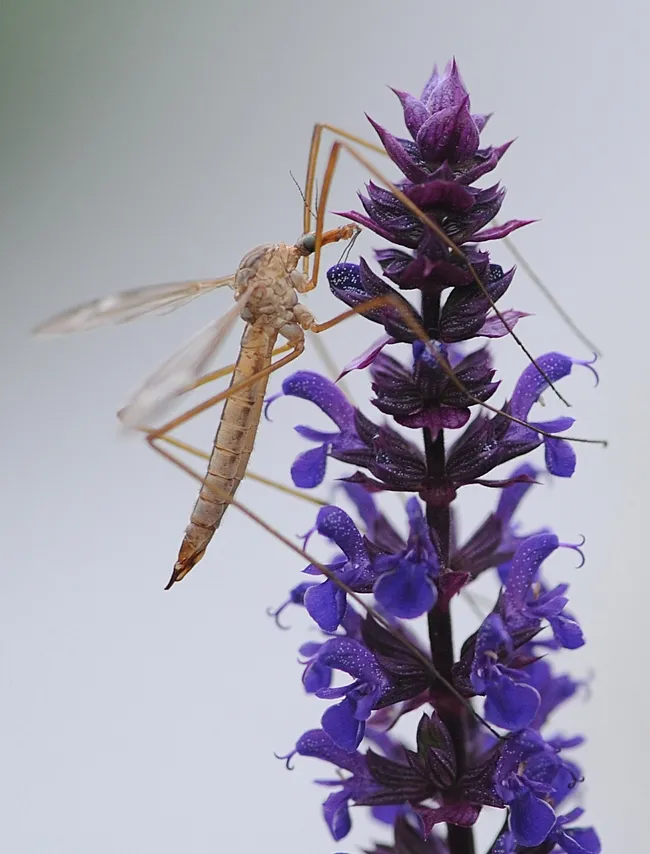 Crane fly resting on salvia. (Photo by Kathy Keatley Garvey)