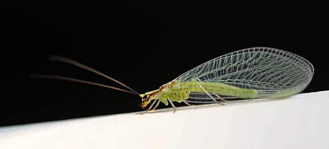 Copper eyes of a green lacewing glow in the late afternoon sun. (Photo by Kathy Keatley Garvey)
