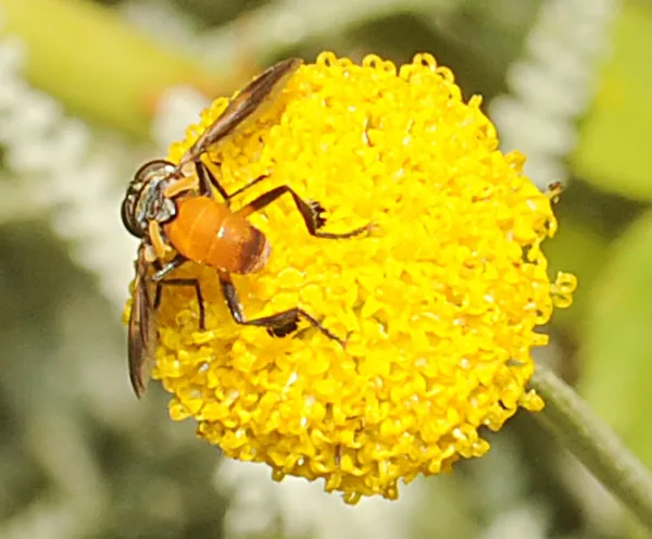 Golden abdomen of a Trichopoda pennipes. Note the fringed legs. The fly is on Santolina rosmarinifolia. (Photo by Kathy Keatley Garvey)