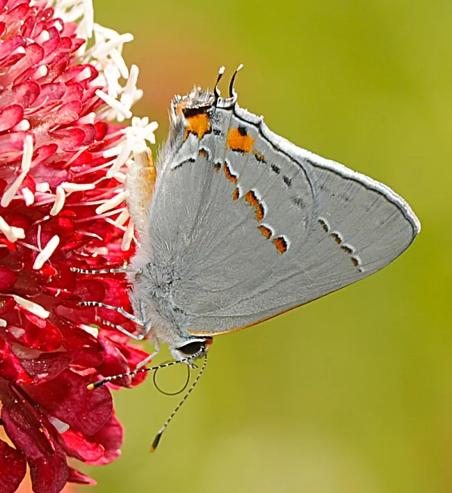 Close-up of a gray hairstreak. (Photo by Kathy Keatley Garvey)