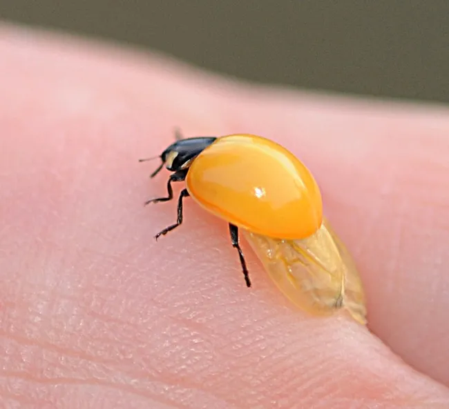 Zipping along, a golden ladybug, Coccinella septempunctata. (Photo by Kathy Keatley Garvey)